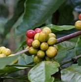 El cultivo del café en España